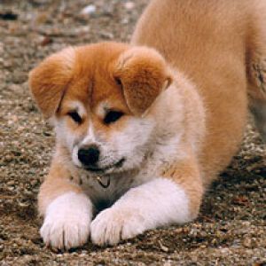 Cucciolo Akita Adorabile
