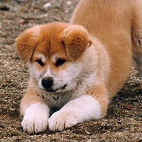 Cucciolo Akita Adorabile - wallpaper preview