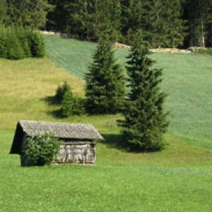 Paesaggio Verde Serene con Capanna