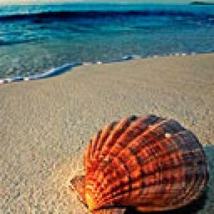 Bella Conchiglia sulla Spiaggia