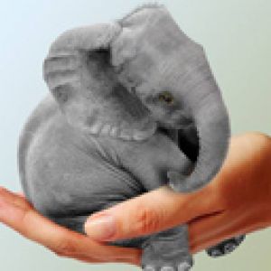 Cucciolo di Elefante