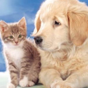 Cucciolo e Gattino Carino