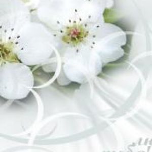 Fiori Bianchi Delicati