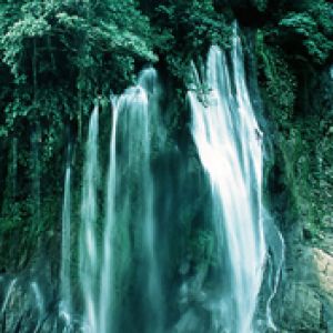 Cascata Serene in una Foresta Lussureggiante
