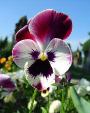 Bellissimo Fiore Pansy - wallpaper preview