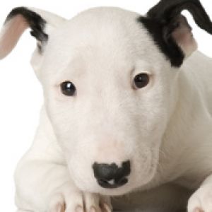 Cucciolo di Bull Terrier Adorabile