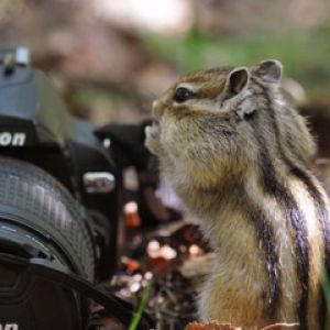 Scoiattolo Curioso con Macchina Fotografica