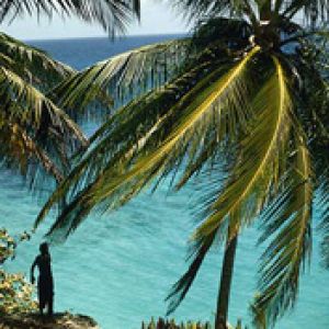 Paradiso Tropicale