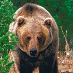 Maestoso Orso Grizzly
