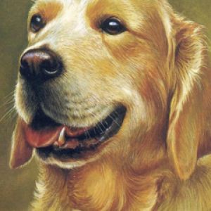 Ritratto di Golden Retriever