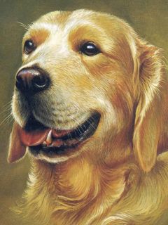 Ritratto di Golden Retriever - wallpaper preview