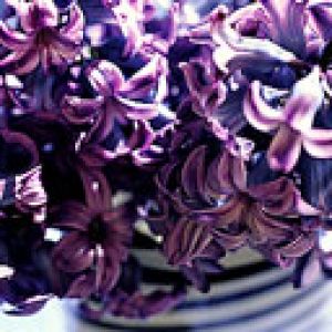 Giacinti Viola