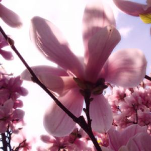 Bellissimi fiori di magnolia rosa