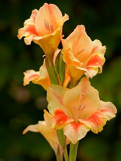 Bellissimi Fiori di Gladiolo - wallpaper preview