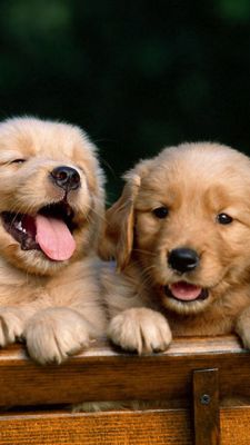 Cuccioli di Golden Retriever Adorabili - wallpaper preview