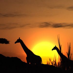 Silhouette di Giraffe al Tramonto