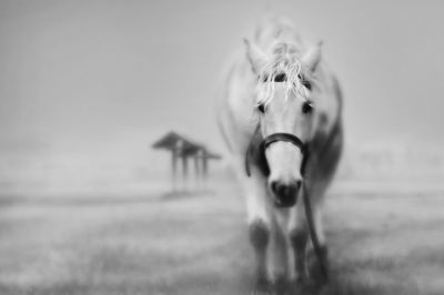 Maestoso Cavallo Bianco - wallpaper preview