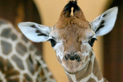 Ritratto di Giraffa Carina - wallpaper preview