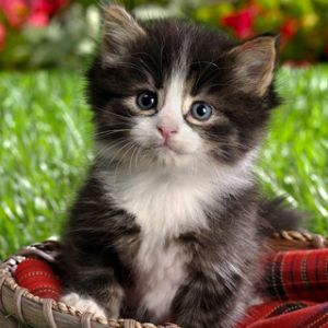 Gattino Carino nel Cestino