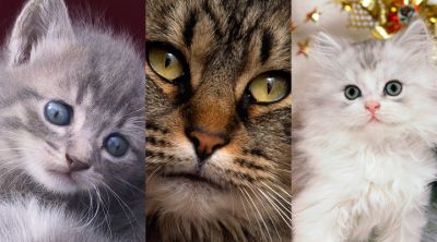 Collezione di Gatti Carini