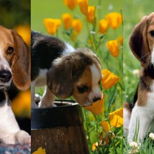 Cuccioli Beagle Adorabili