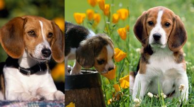 Cuccioli Beagle Adorabili