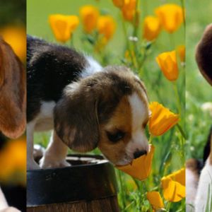 Cuccioli Beagle Adorabili
