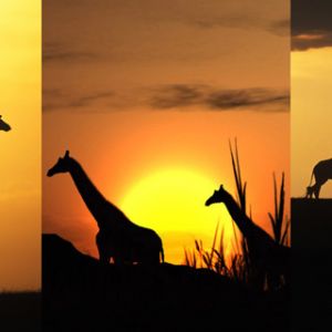 Giraffe Silhouette al Tramonto