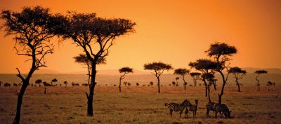 Zebre al Tramonto - wallpaper preview