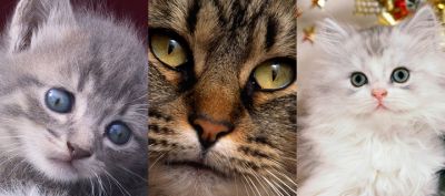Collezione di Gatti Carini - wallpaper preview