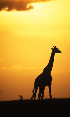 Siluetta di Giraffa al Tramonto - wallpaper preview