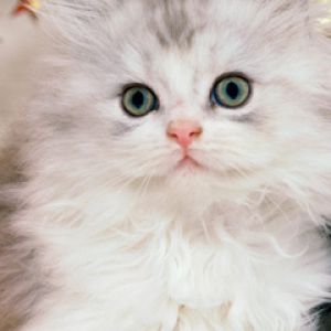 Gattino Bianco Peloso