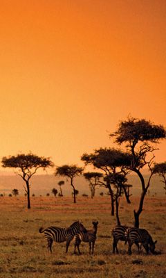 Zebre al Tramonto - wallpaper preview