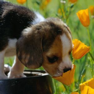 Cucciolo Carino Annusando Fiori