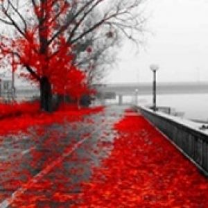 Foglie Autunnali Rosse
