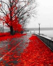 Foglie Autunnali Rosse - wallpaper preview