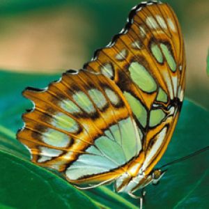 Farfalla Colorata su Foglia