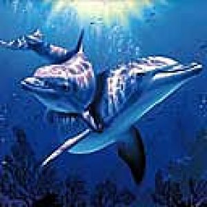 Delfini che nuotano nell'oceano