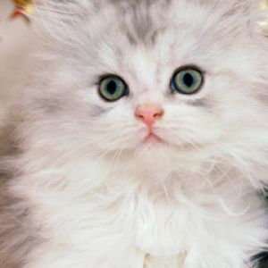 Gattino Bianco Peloso