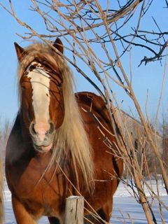 Maestoso Cavallo Marrone - wallpaper preview