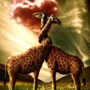 Giraffe Innamorate