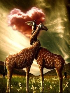 Giraffe Innamorate - wallpaper preview
