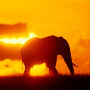 Silhouette di Elefante al Tramonto