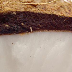 Testura Naturale di Terra e Roccia