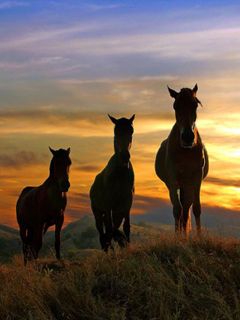 Silhouette di Cavalli al Tramonto - wallpaper preview