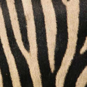 Motivo Strisce di Zebra