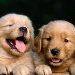 Cuccioli di Golden Retriever