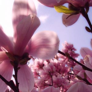 Bellissimi fiori di magnolia rosa