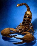 Arte del Scorpione Stupefacente - wallpaper preview