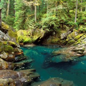 Ruscello Serene nel Bosco